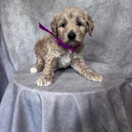 Purple Female- MiniGoldendoodle - Apricot female Goldendoodle puppy in Piedmont, South Carolina from The Farm at Saluda Ridge