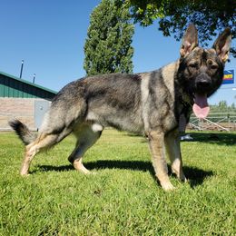 Moses - German Shepherd