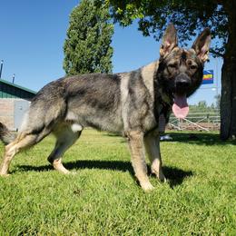 Moses - German Shepherd