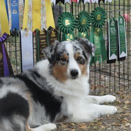 Australian Shepherds from Ashfall Australian Shepherds