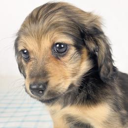 Coca-cola - Red male Dachshund puppy in Sacramento, California from MiniDoxPups