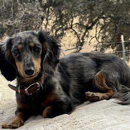 Dachshunds from Lucky 11 Ranch