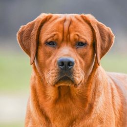 Savi - Labrador Retriever