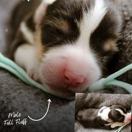 Gabriel - Black and tan male Pembroke Welsh Corgi puppy in South Otselic, New York from Ridge Top Corgis