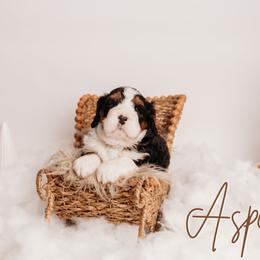 Aspen - Tri-color male Bernedoodle puppy in Grants Pass, Oregon from Royal Empire Bernedoodles