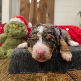 Purple collar - Merle female Bernedoodle puppy in Shelby, North Carolina from Forever Grateful Doodles