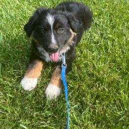 3.  Gorgeous black-tri male - Black tri-color male Australian Shepherd puppy in Shoshone, Idaho from Copper Rose Kennel