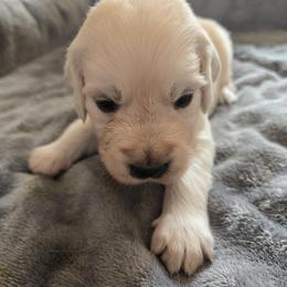 Girl 1 (green collar) - Light golden female Golden Retriever puppy in Elizabeth, Colorado from Blazing Star Goldens