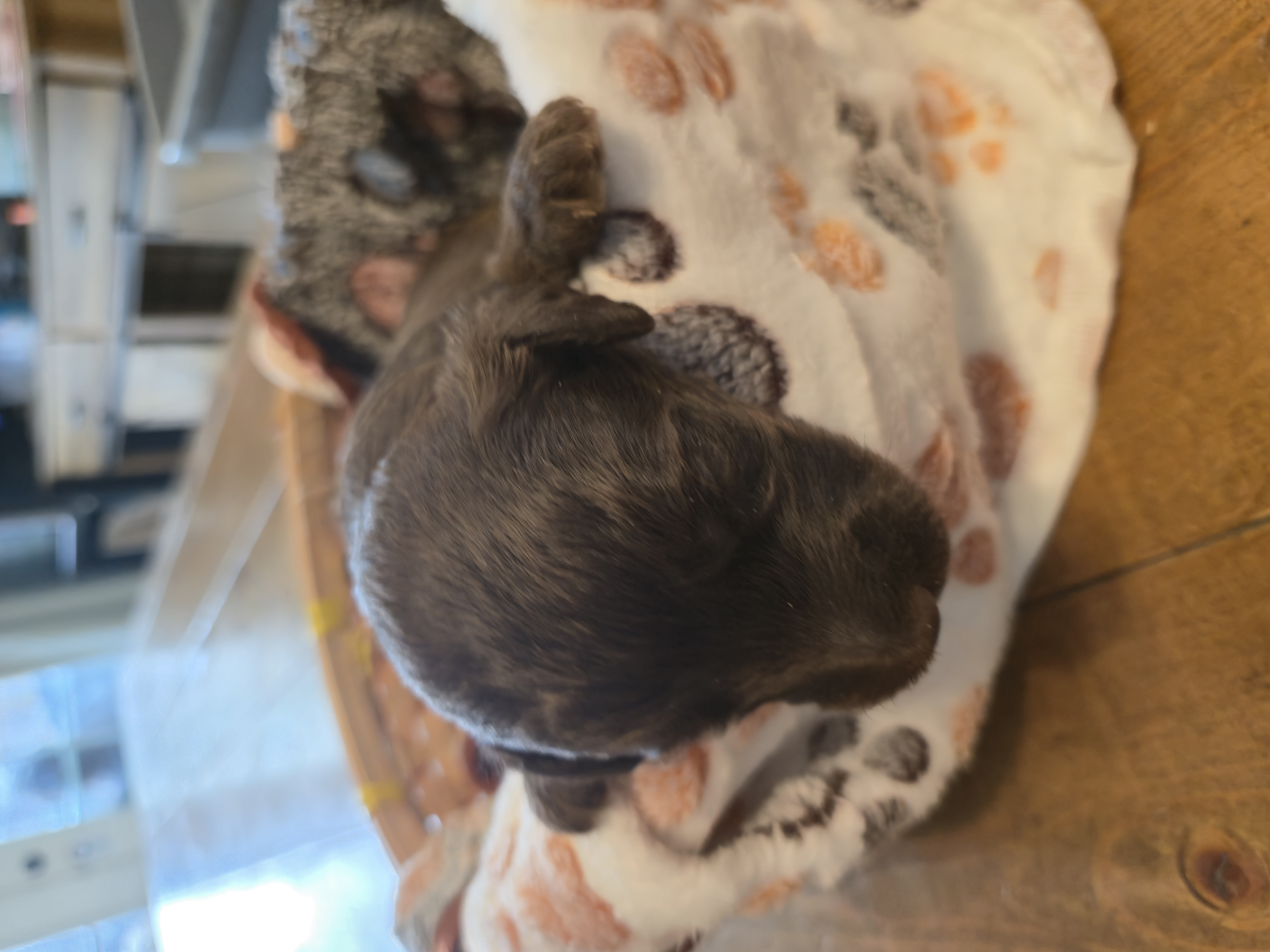 Whoodle Puppies from White's Whoodles