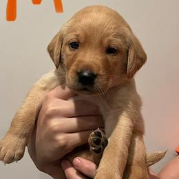 Orange collar male - Yellow male Labrador Retriever puppy in Stokesdale, North Carolina from Belews Creek Gundogs