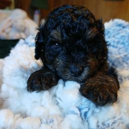 Baxter - Black and tan male Havapoo puppy in Blanch, North Carolina from Faithful Hearts Kennel
