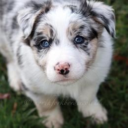 Ornn - Blue merle male Border Collie puppy in Kalispell, Montana from North Fork Border Collies