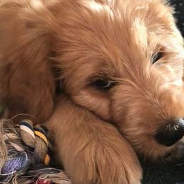 Goldendoodles from Britta's Goldendoodles