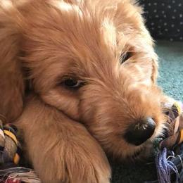Goldendoodles from Britta's Goldendoodles
