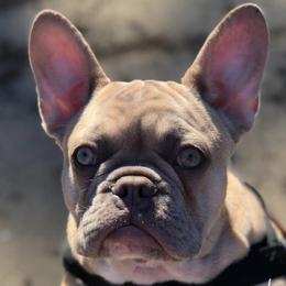 French Bulldogs from Rich Paws Kennels