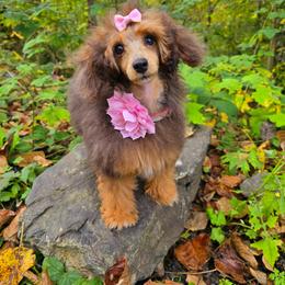 Tiana - Poodle