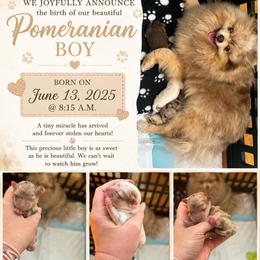 Boy 2 - Chocolate merle male Pomeranian puppy in Randleman, North Carolina from Luxurious Poms