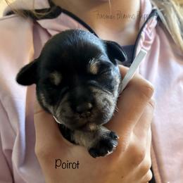 Poirot - Black and silver male Miniature Schnauzer puppy in Sedalia, Missouri from Farmer Brown's Puppies