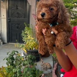 Max - Red  male Poodle puppy in Anaheim, California from SoCal Toy Poodles
