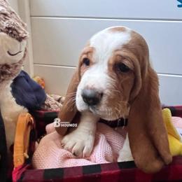 Salt - Lemon and white male Basset Hound puppy in Willow Spring, North Carolina from Blackberry Creek Basset Hounds