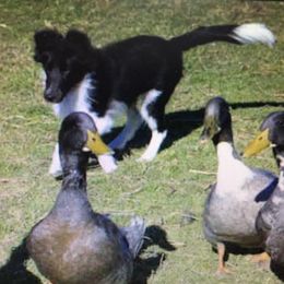 Shetland Sheepdogs from Lakehaven