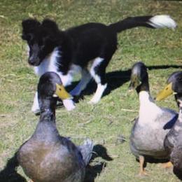 Shetland Sheepdogs from Lakehaven