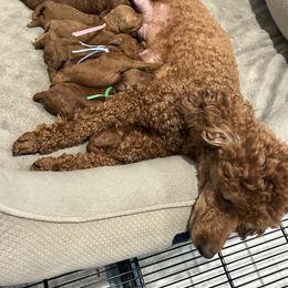 Poodle Puppies from Segovia Pups
