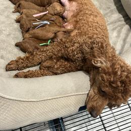 Poodle Puppies from Segovia Pups