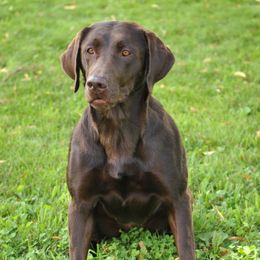 Pax - Labrador Retriever