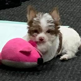 Yorkshire Terrier Puppies from Chocolate and Parti Yorkies in Florida