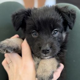 Cinch - Black tri male Miniature Australian Shepherd puppy in Queen Creek, Arizona from Arizona Aussies