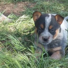 Australian Cattle Dog Puppies from RnB Cattle Dogs