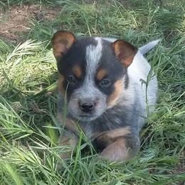 Australian Cattle Dog Puppies from RnB Cattle Dogs