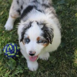 Max - Blue merle male Miniature American Shepherd puppy in Elgin, Oregon from LongMile Aussies