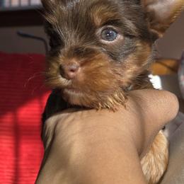 Maltese and Yorkshire Terrier Puppies from TLC Kennels TenderLittleCuties