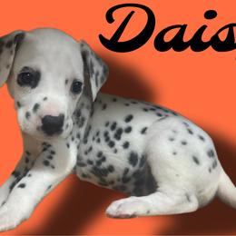 Daisy - White and black female Dalmatian puppy in Bremen, Georgia from Clark’s Dalmatians