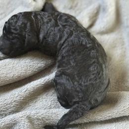 Lord Onyx - Black male Goldendoodle puppy in Duluth, Minnesota from heavenly Pups kennel