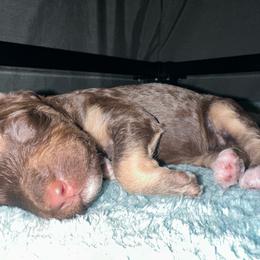 Boba - Phantom male Poodle puppy in Prosperity, Pennsylvania from Stelladoodles & Company
