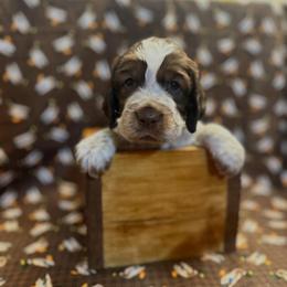 Walter - Tri-Roan male English Springer Spaniel puppy in Braidwood, Illinois from A & R Springers