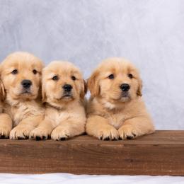 Golden Retriever Puppies from Sound Golden Retrievers