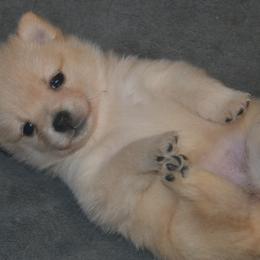 Schipperke Puppies from Delilah's Schipperkes