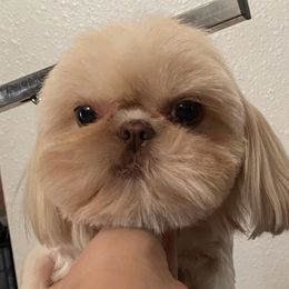 Dolly - Shih Tzu
