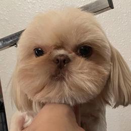 Dolly - Shih Tzu