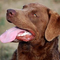 Chesapeake Bay Retrievers from Del Brave