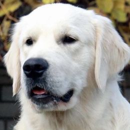 Golden Retrievers from Cream De La Cream Goldens