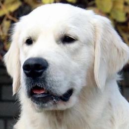 Golden Retrievers from Cream De La Cream Goldens
