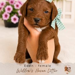 Eden - Red  female Goldendoodle puppy in Atlanta, Georgia from Teddy Puppies