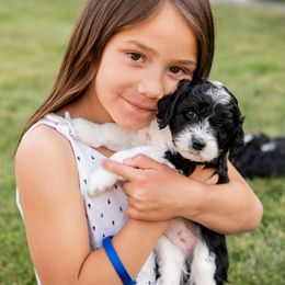 Sheepadoodle Puppies from Downriver Doodles