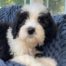 Blue collar - Sheepadoodle puppy from CelticDoods