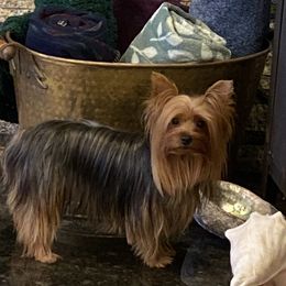 Yorkshire Terriers from DeRieux Yorkies